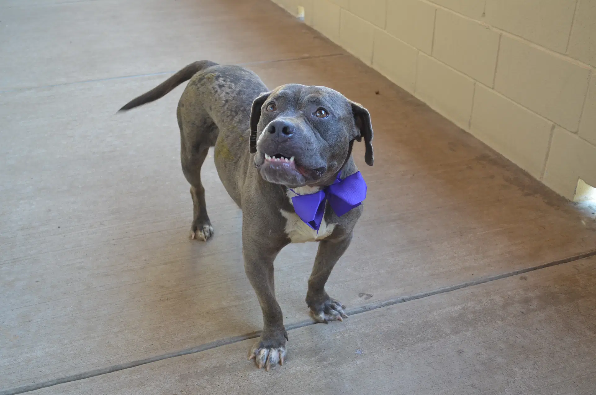 Dribbles - American Pit Bull Terrier
