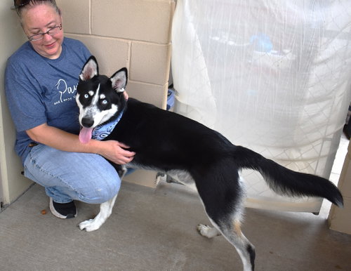 Eyebrow Bandit, an adoptable Husky in McKinney, TX