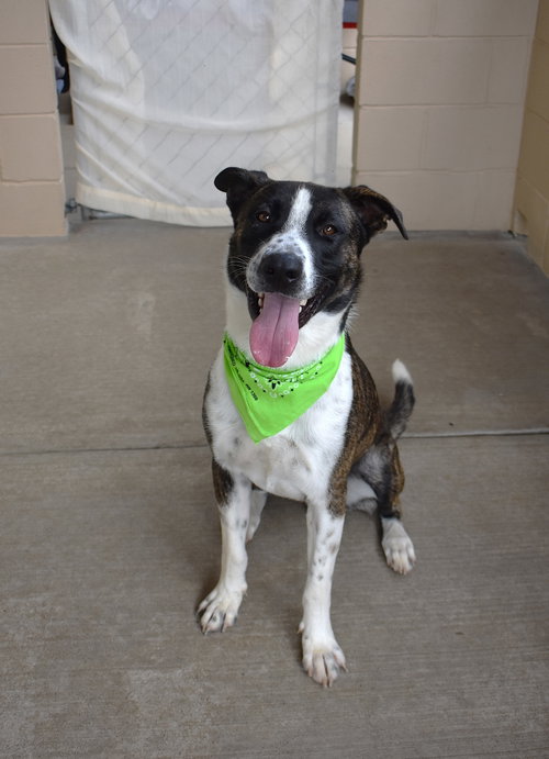 Freckle Beast, an adoptable Boxer in McKinney, TX