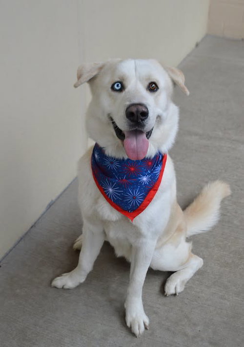 Patriot, an adoptable Husky in McKinney, TX