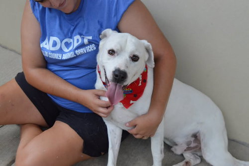 Flurry, an adoptable American Pit Bull Terrier in McKinney, TX