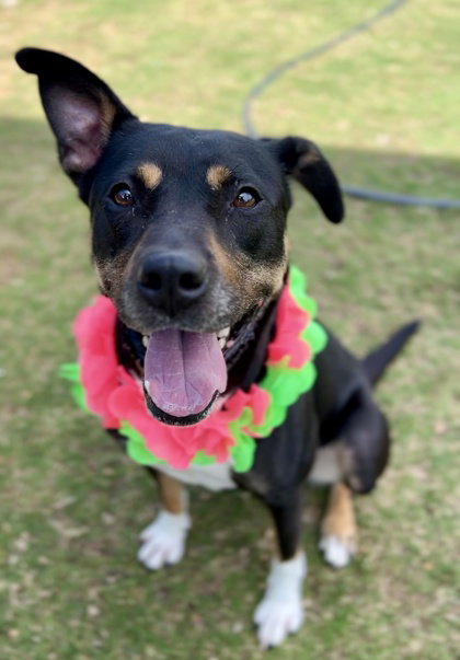 Nikki (In Foster), an adoptable Labrador Retriever in McKinney, TX