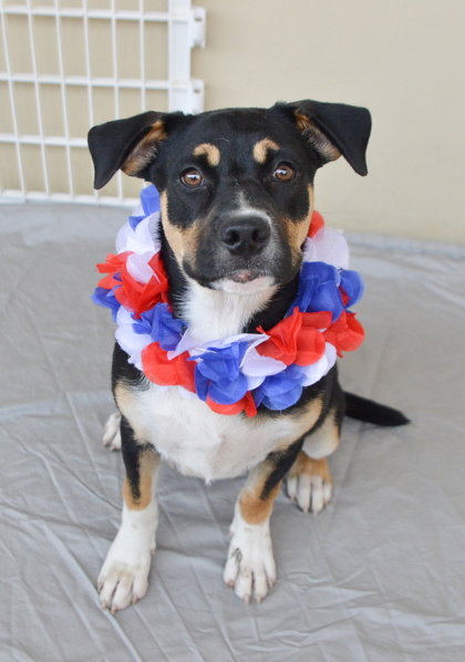 Betsy, an adoptable Shepherd in McKinney, TX