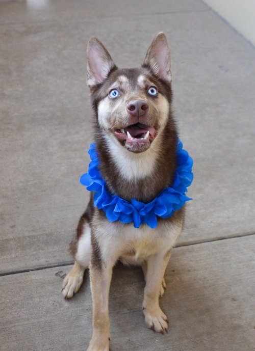 Koda