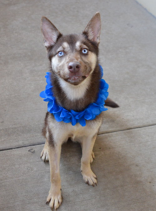 Koda photo 2