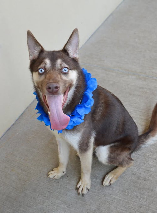 Koda photo 3
