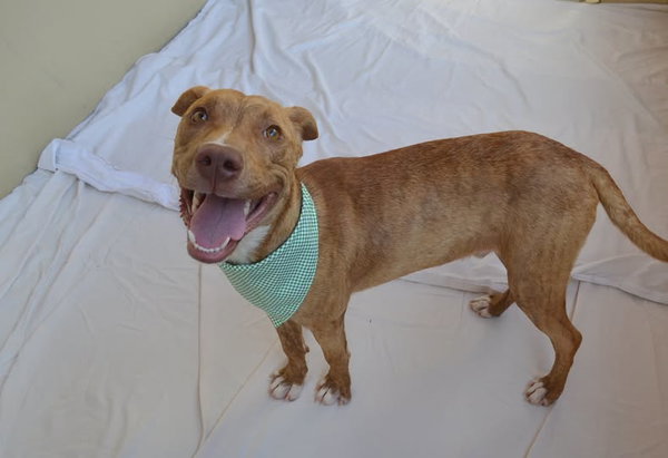 Gooseberry (In Foster)