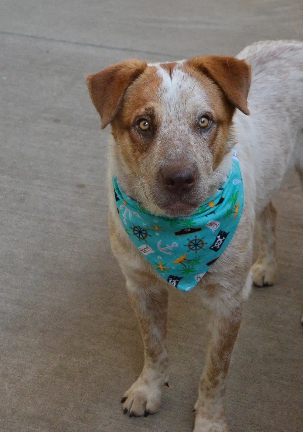 Nectarine - Australian Cattle Dog/Blue Heeler