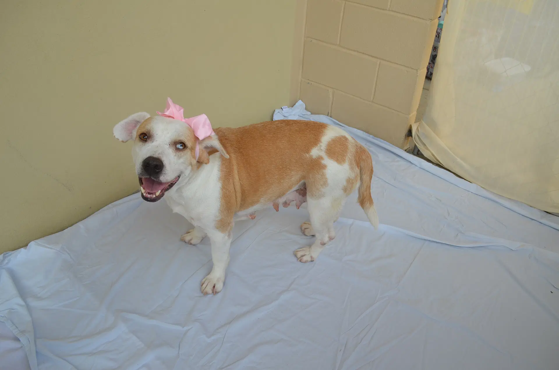 Serena - American Pit Bull Terrier