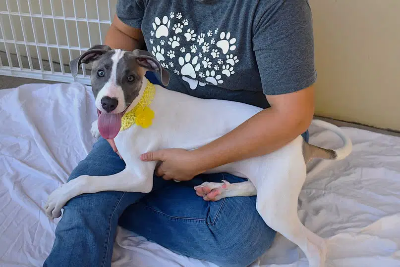 Rose - American Pit Bull Terrier