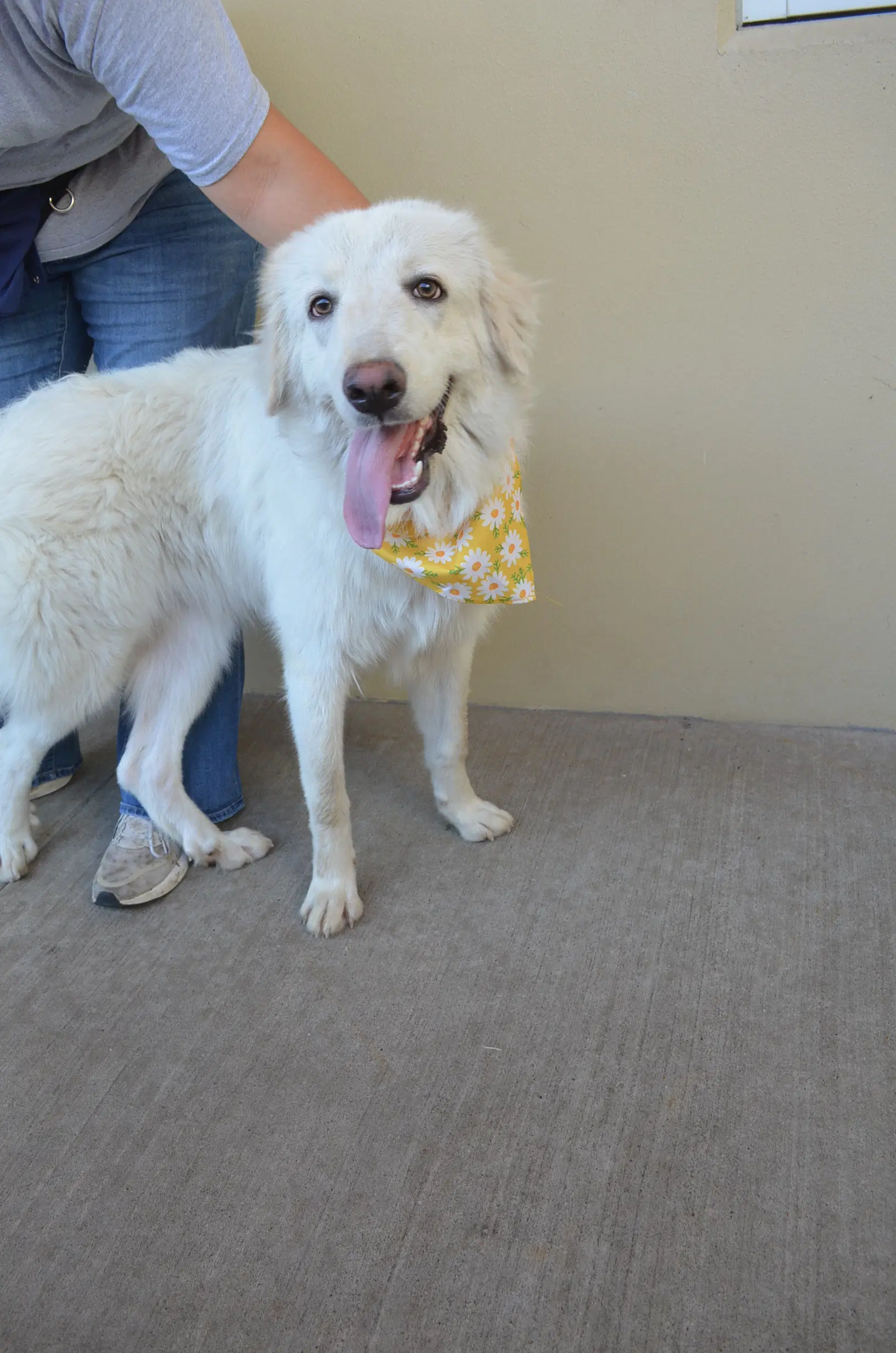 Norma - Great Pyrenees