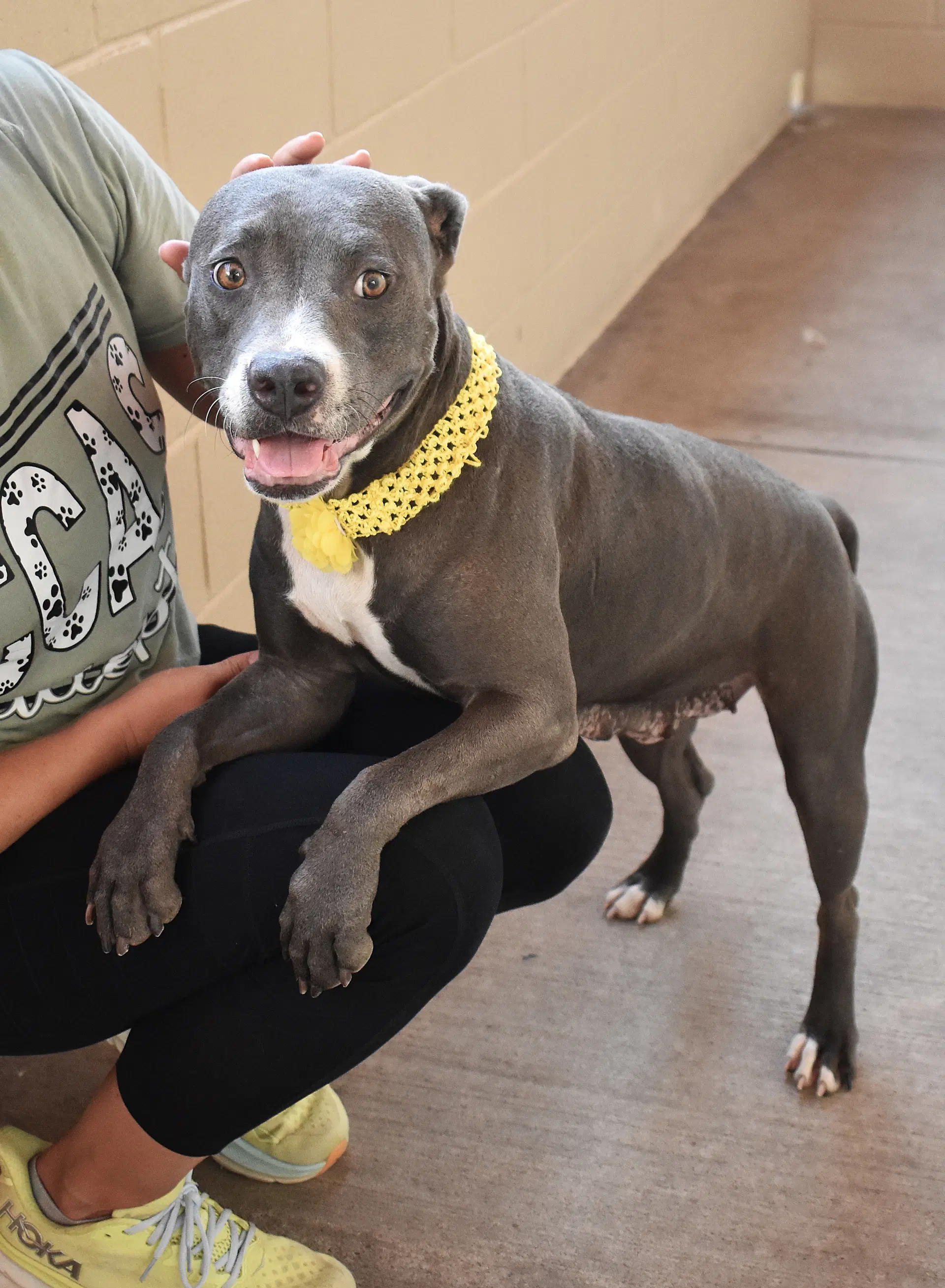 Peeta - American Pit Bull Terrier