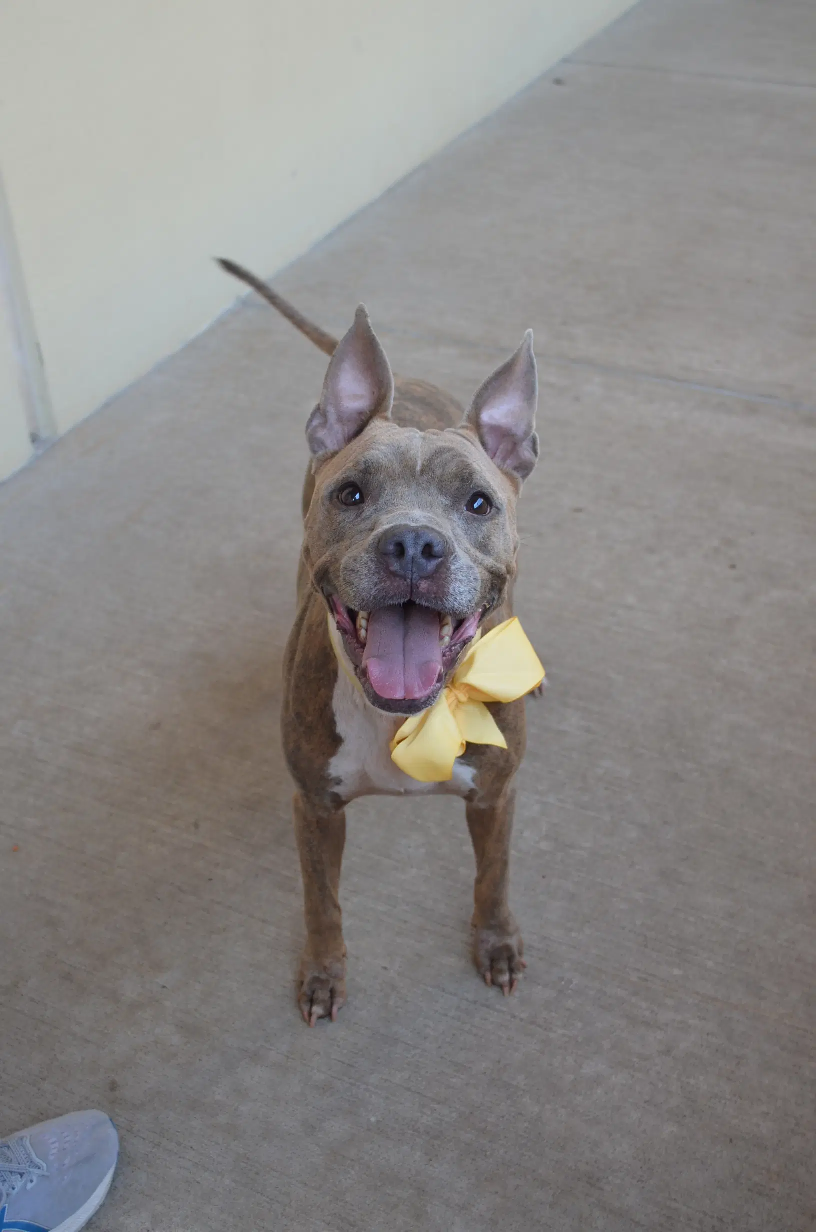 Eevee - American Pit Bull Terrier