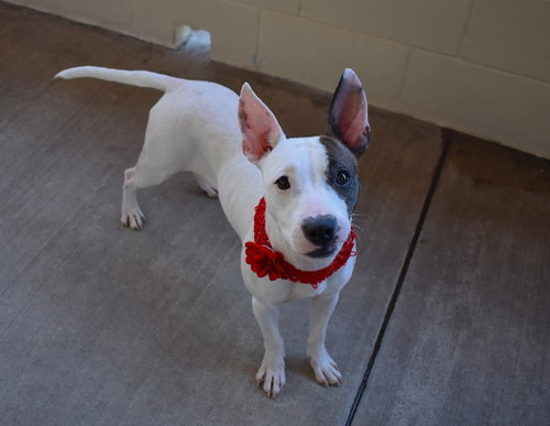 picture of the dog needing adoption