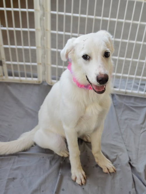 picture of the dog needing adoption
