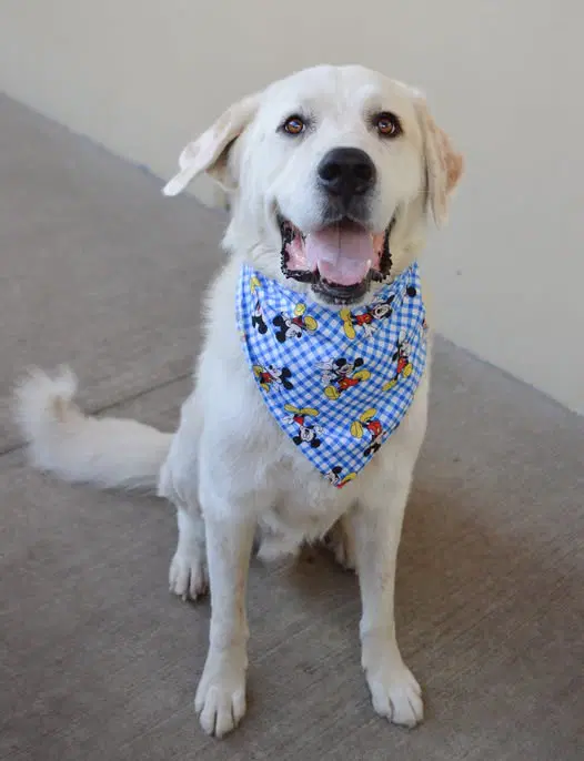 Hunter - Great Pyrenees