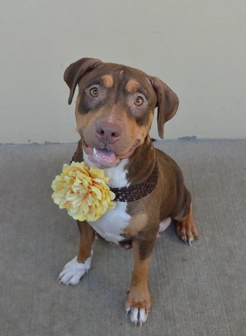 picture of the dog needing adoption