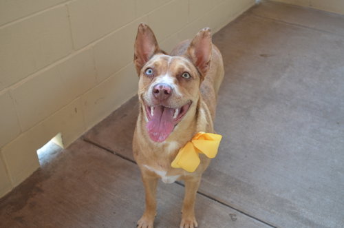 picture of the dog needing adoption