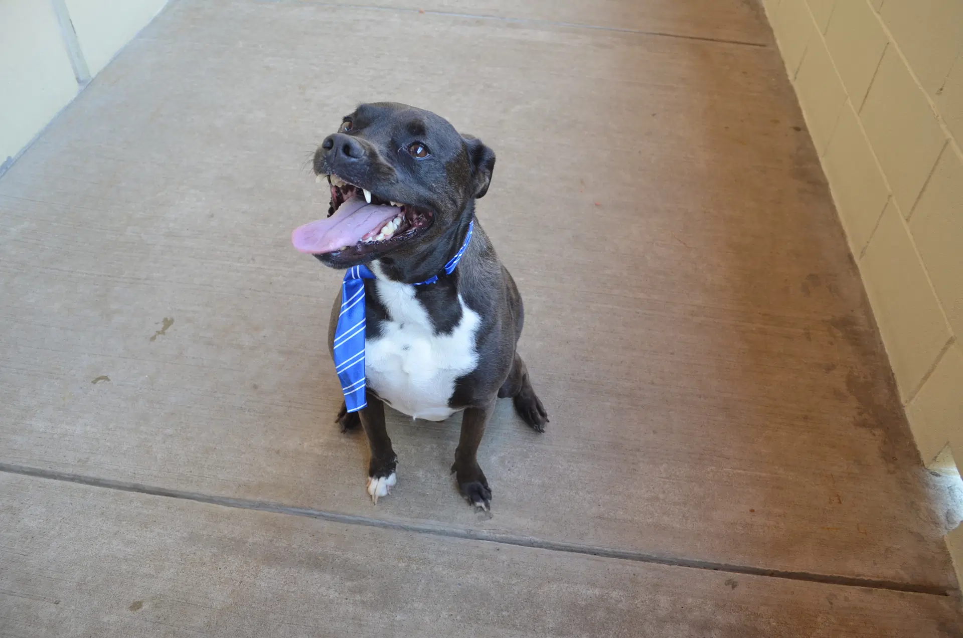Gustavo - American Pit Bull Terrier