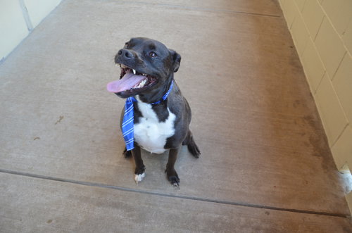 picture of the dog needing adoption