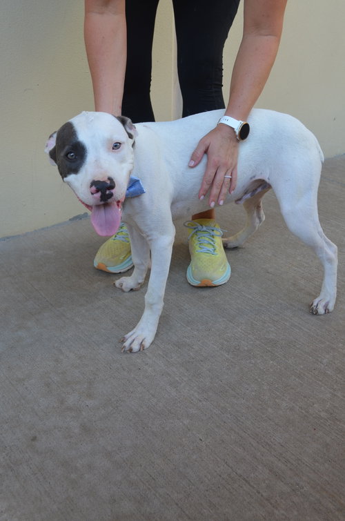 picture of the dog needing adoption