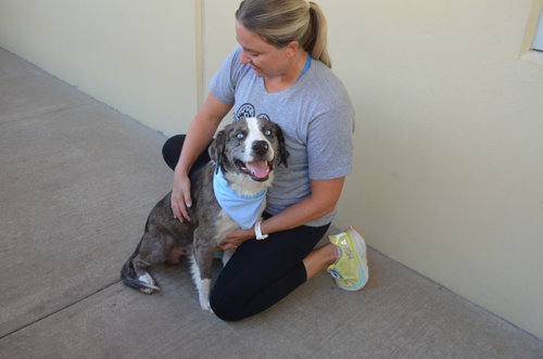 picture of the dog needing adoption