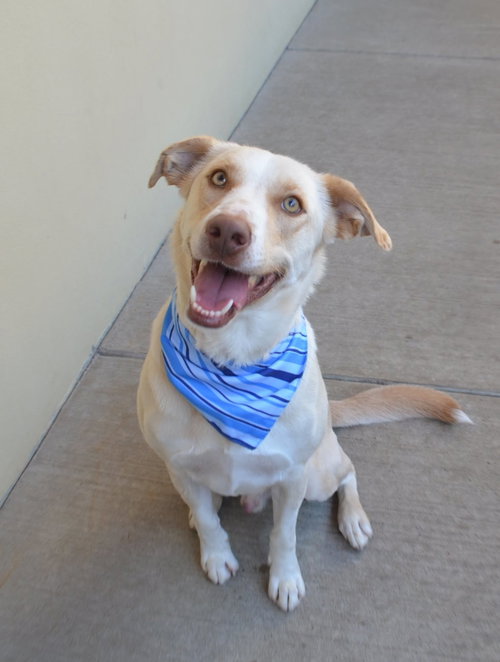 picture of the dog needing adoption