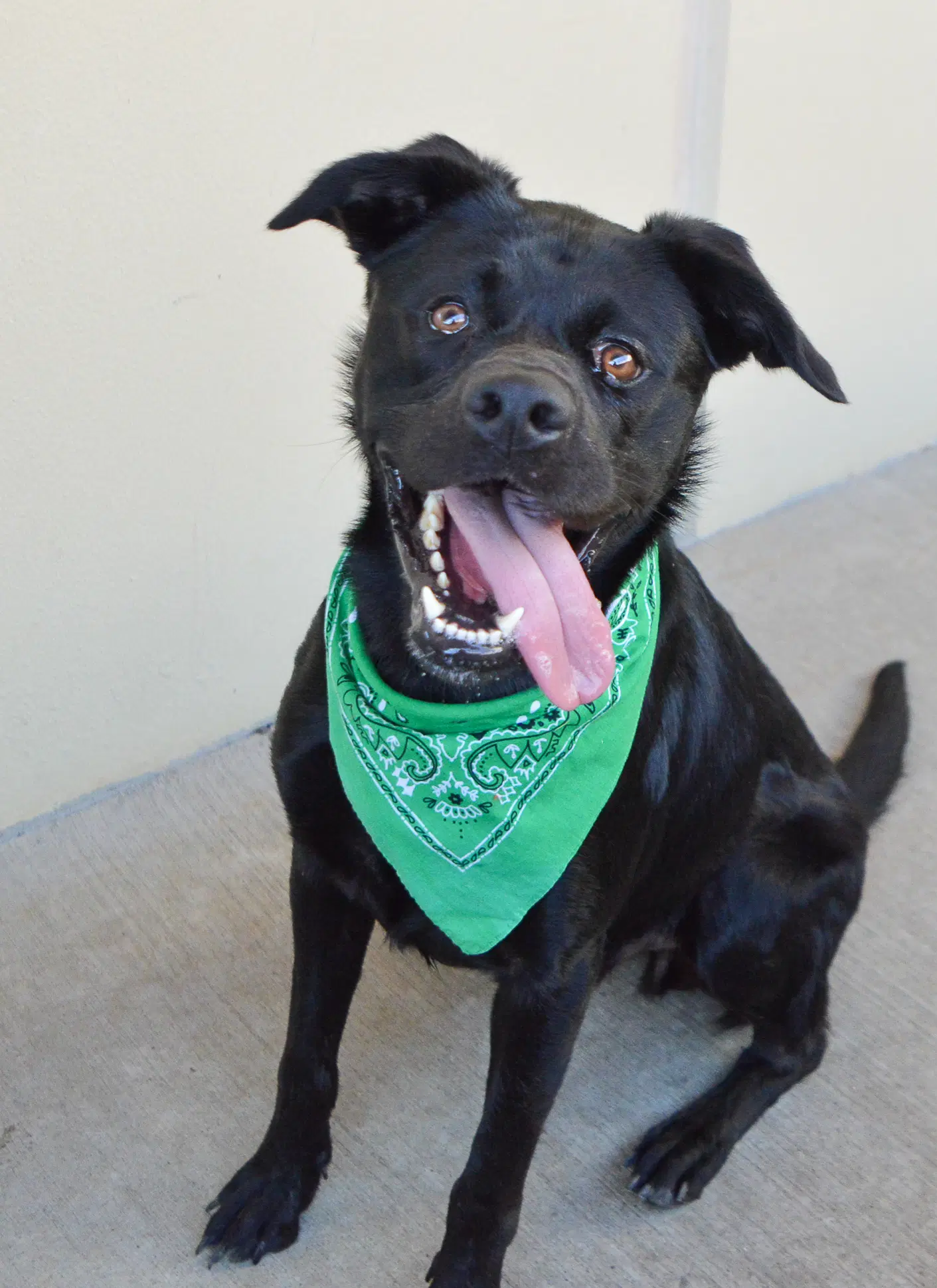 Granite - Rottweiler