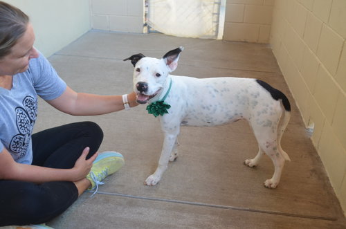 picture of the dog needing adoption