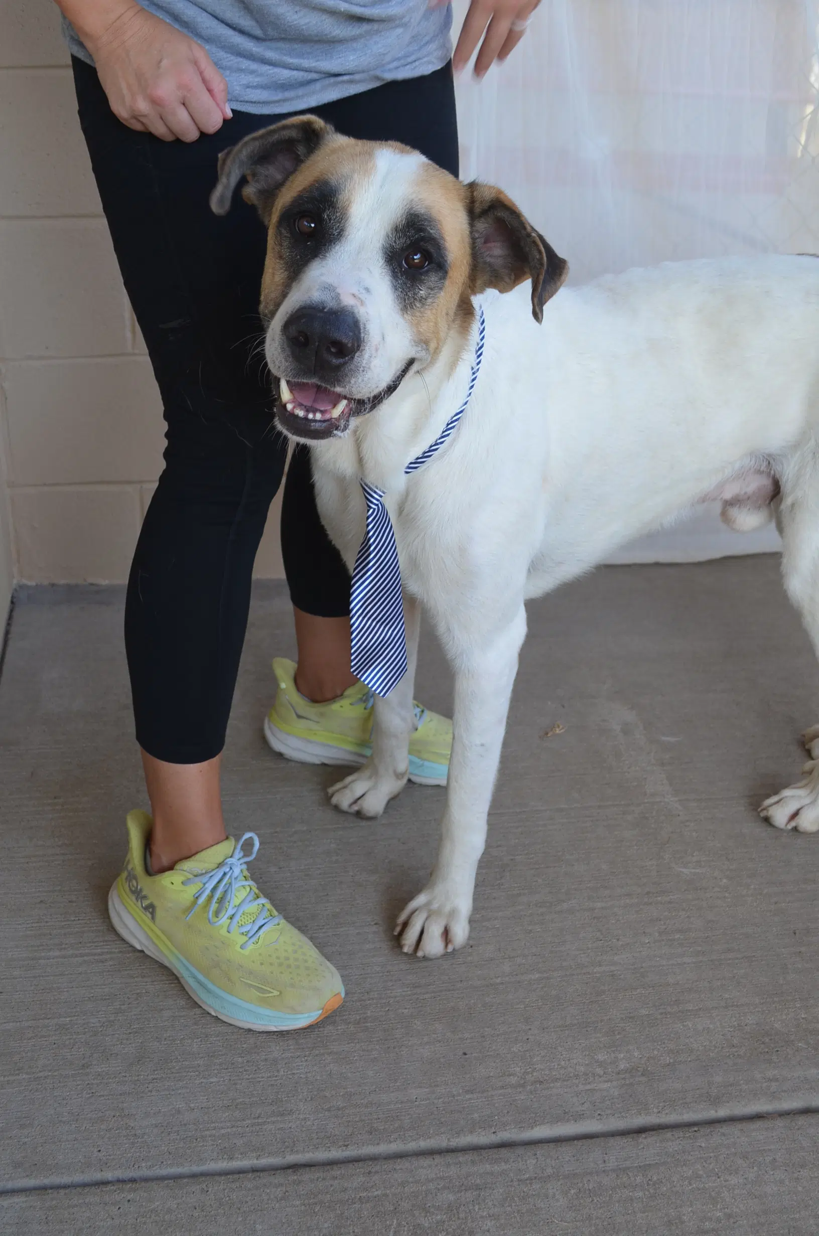 Navy - Anatolian Shepherd