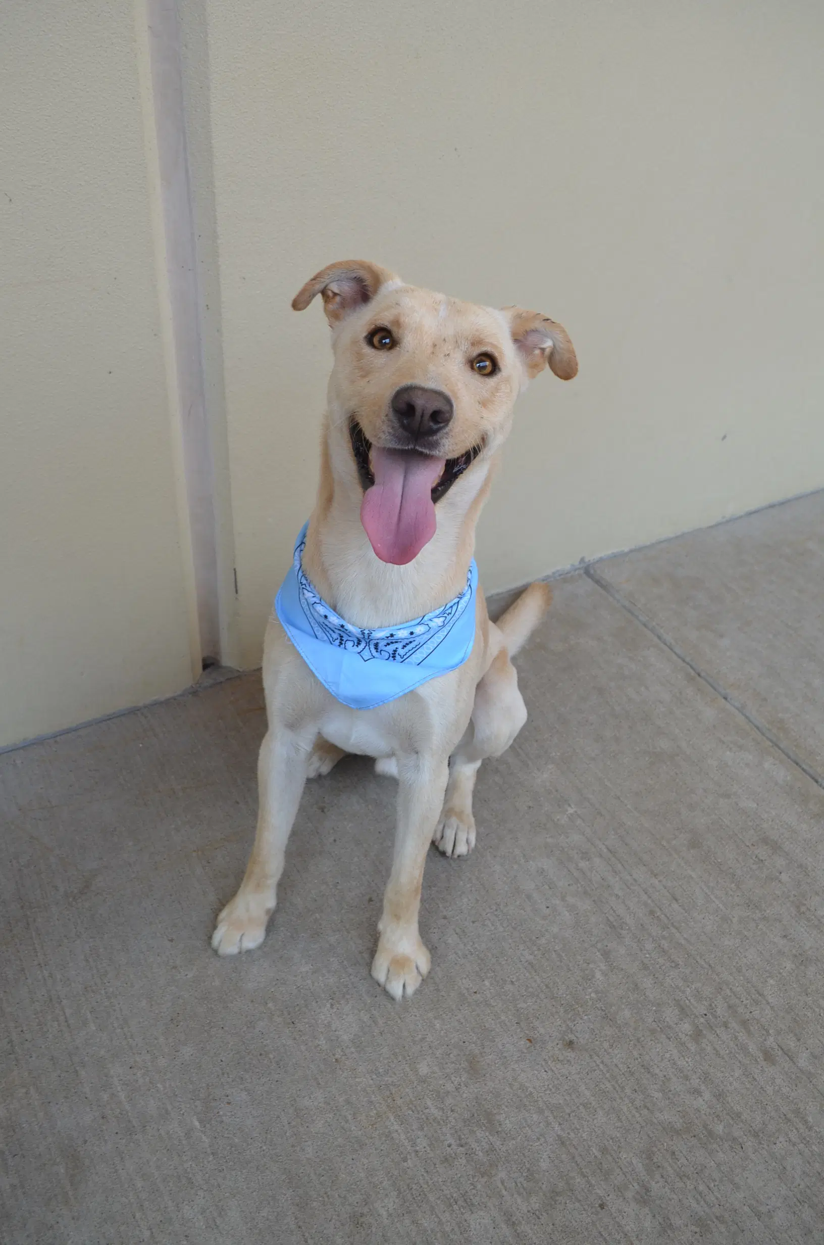 Orion - Labrador Retriever