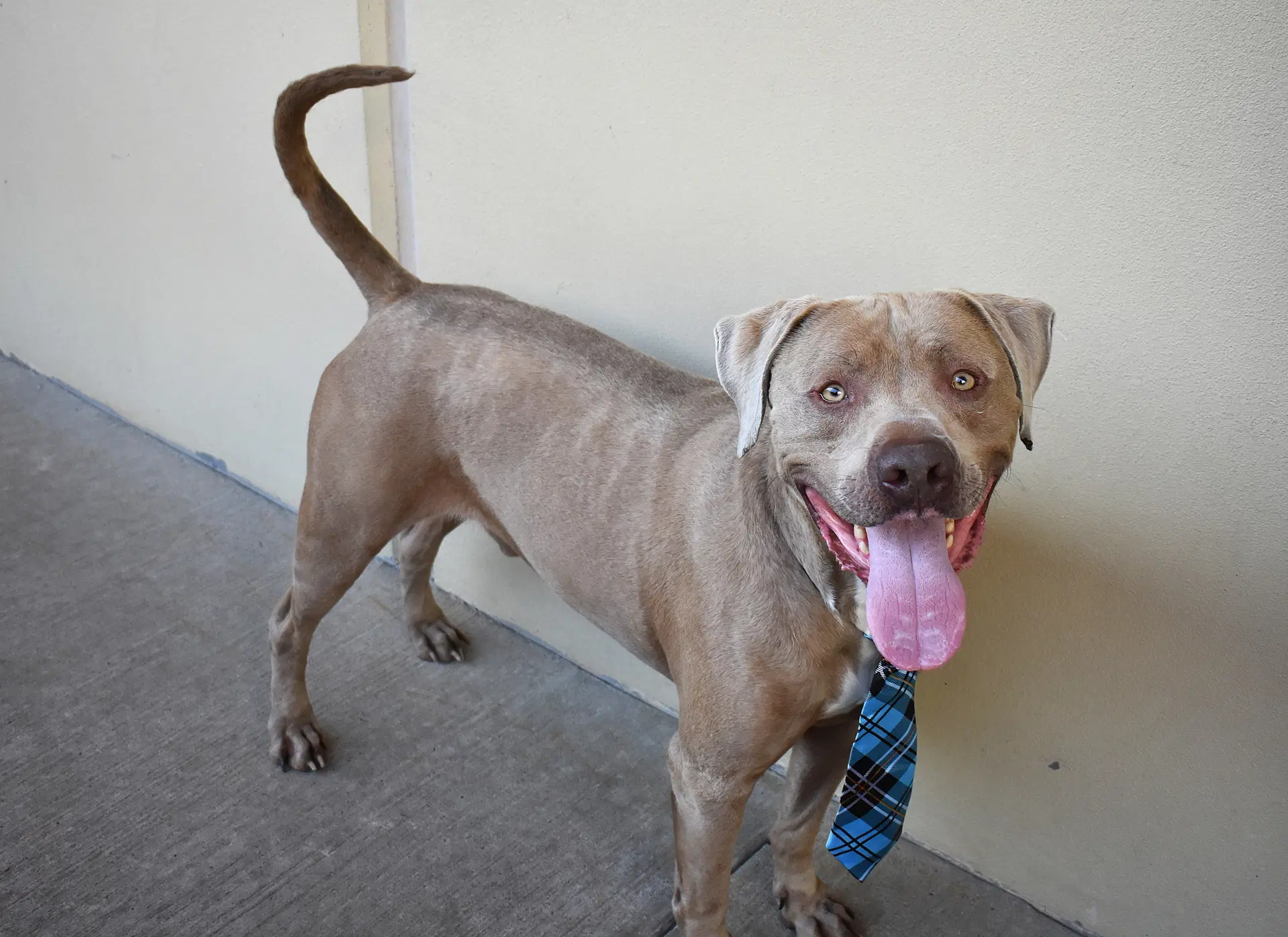 Blue - American Staffordshire Terrier