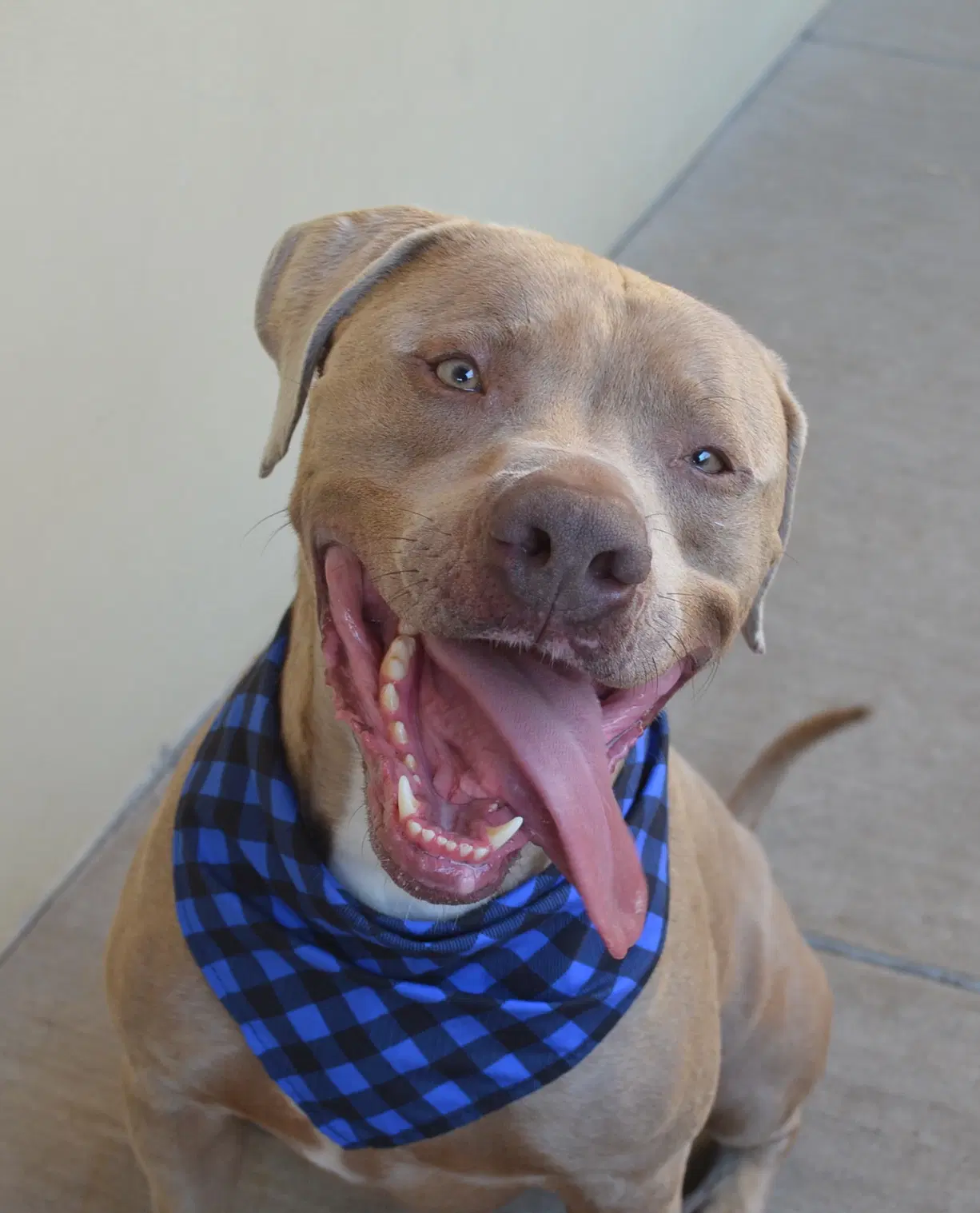 Blue - American Staffordshire Terrier