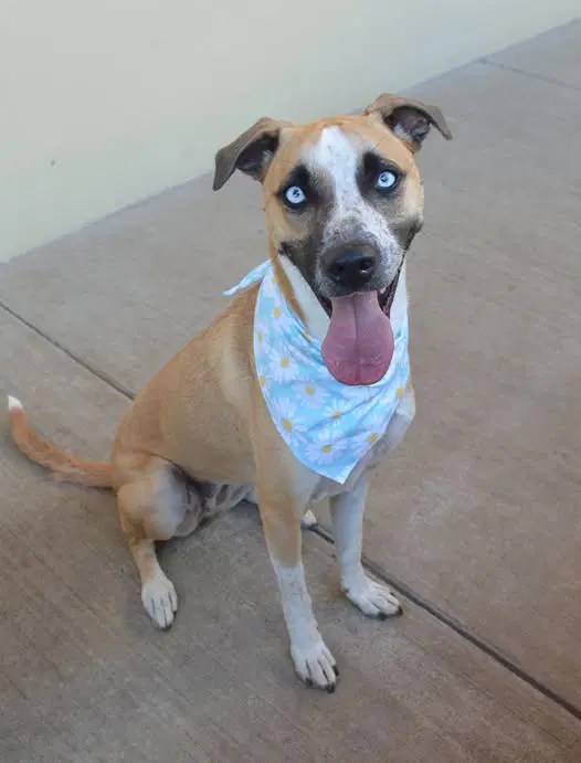 Laila - Black Mouth Cur