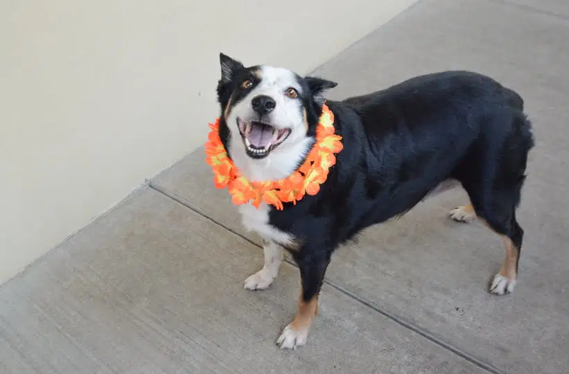 Deedee - Australian Shepherd