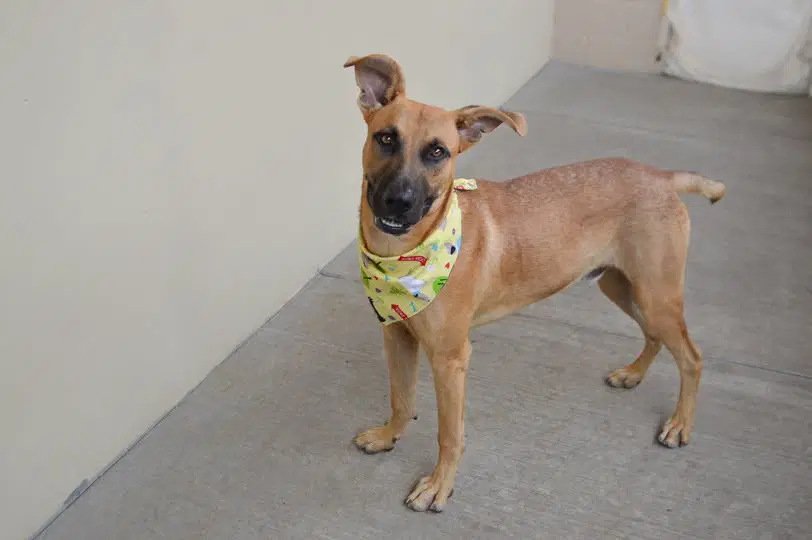 Moss - Black Mouth Cur