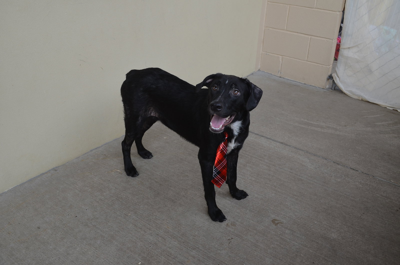 Paul (In Foster), Mixed Breed