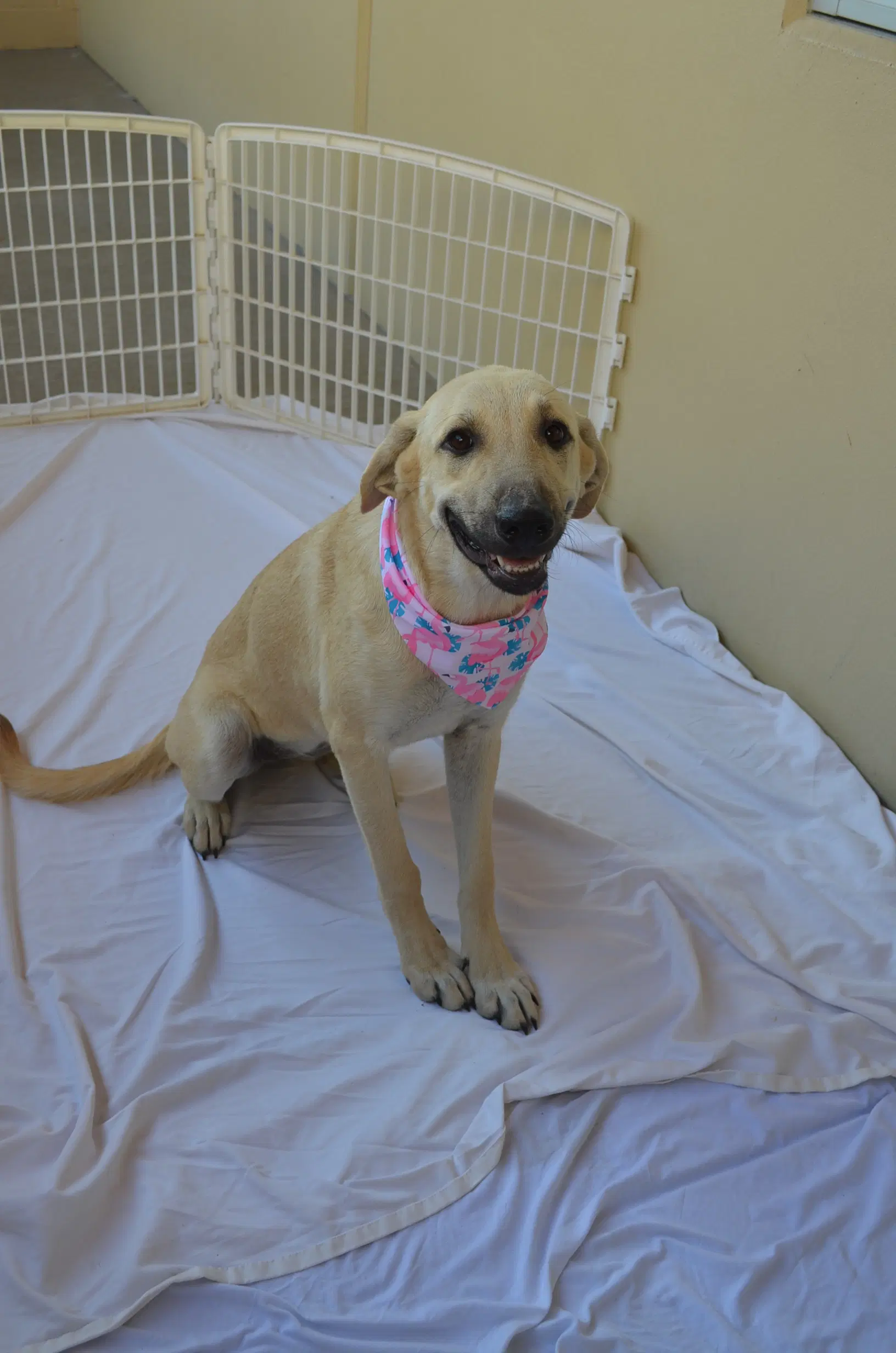 Ginger - Anatolian Shepherd