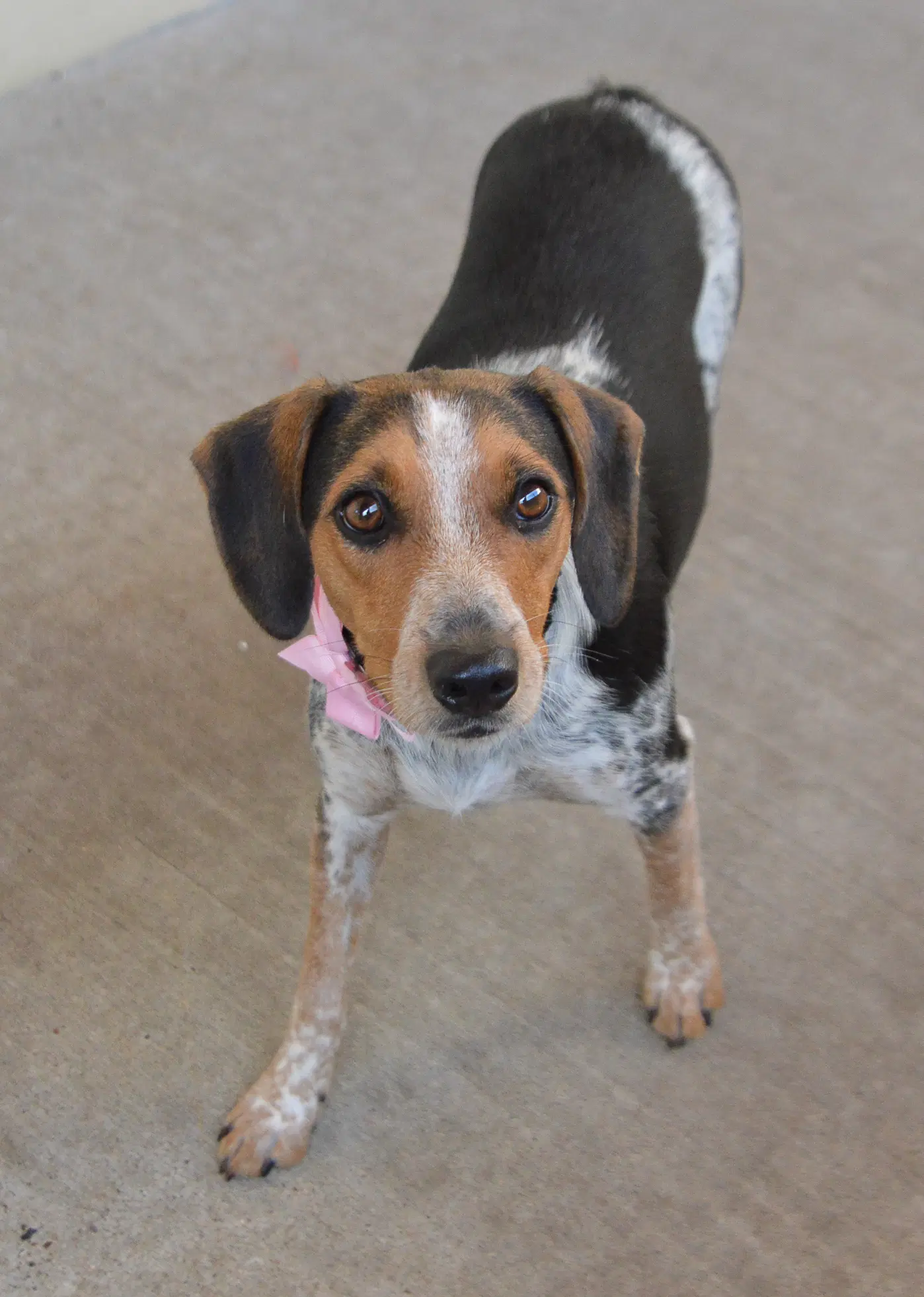 Abby - Beagle