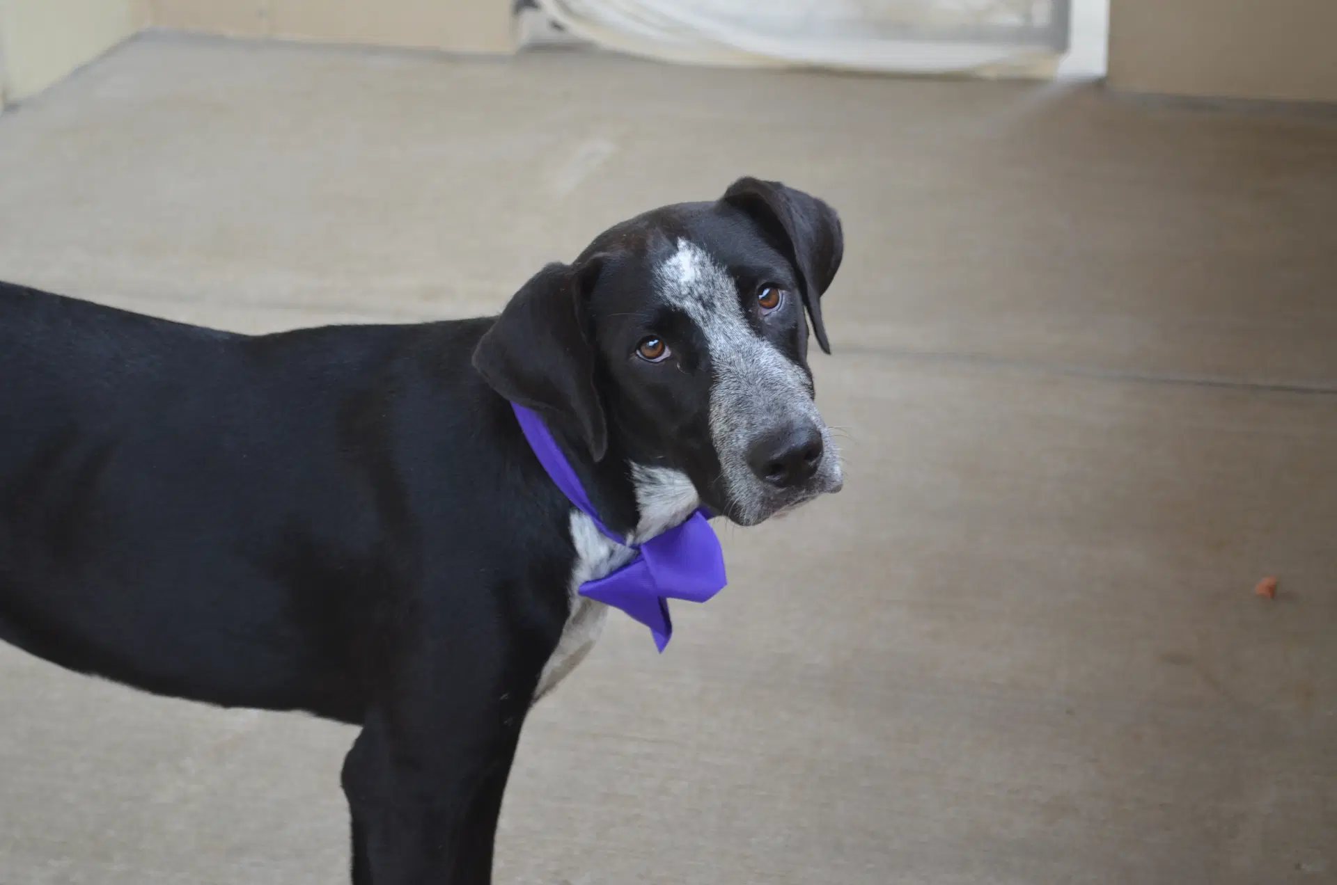 Cupcake - mixed breed