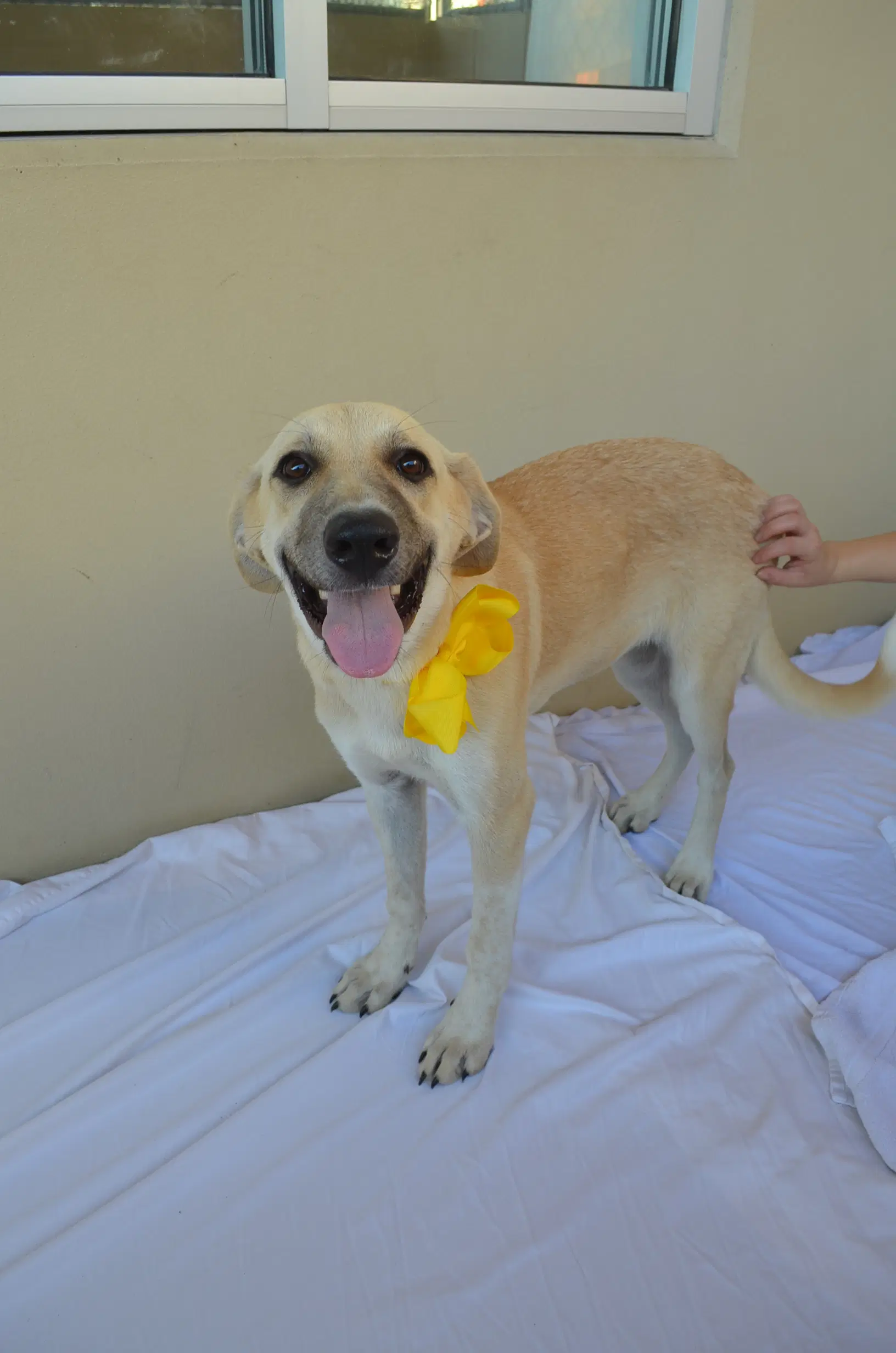 Honey - Anatolian Shepherd