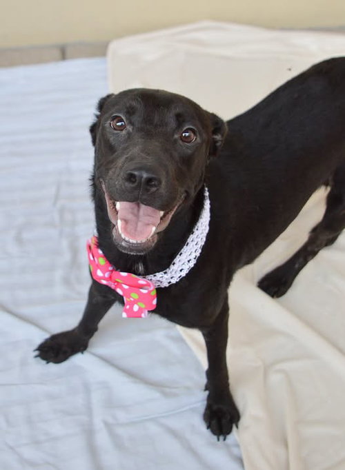Rose, a dog for adoption from Collin County Animal Services