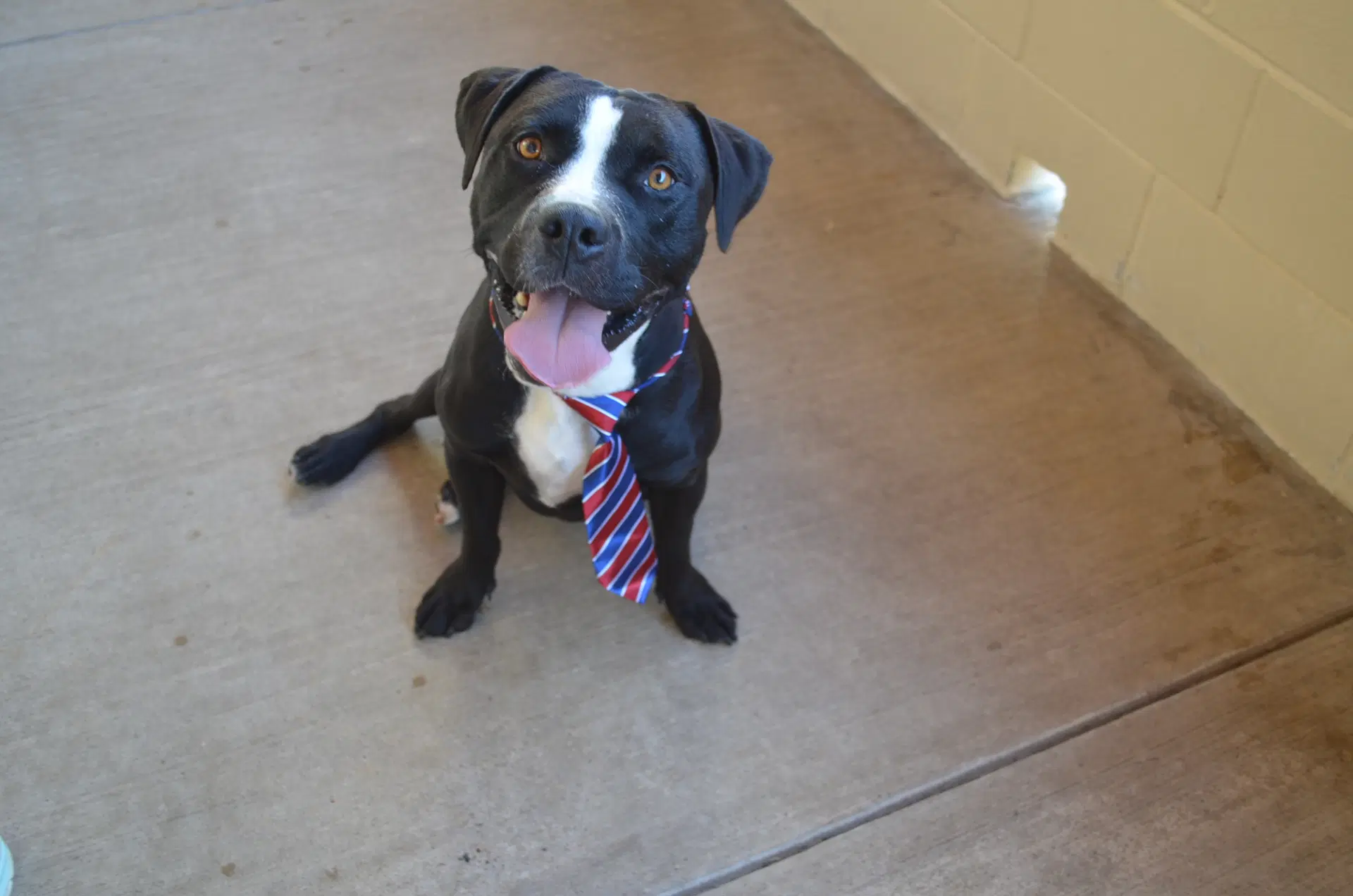 Dink - American Pit Bull Terrier