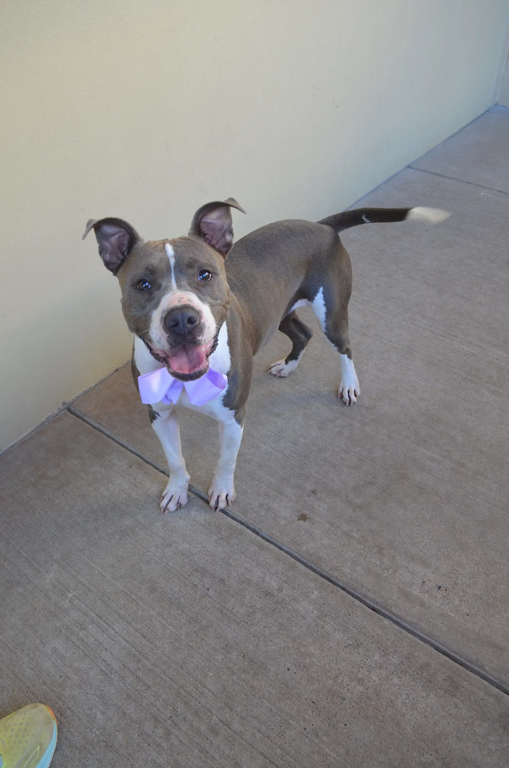Plink - American Pit Bull Terrier