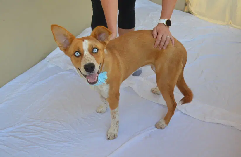Plonk - Australian Cattle Dog/Blue Heeler