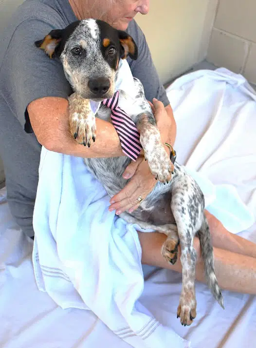 Blork - Australian Cattle Dog/Blue Heeler