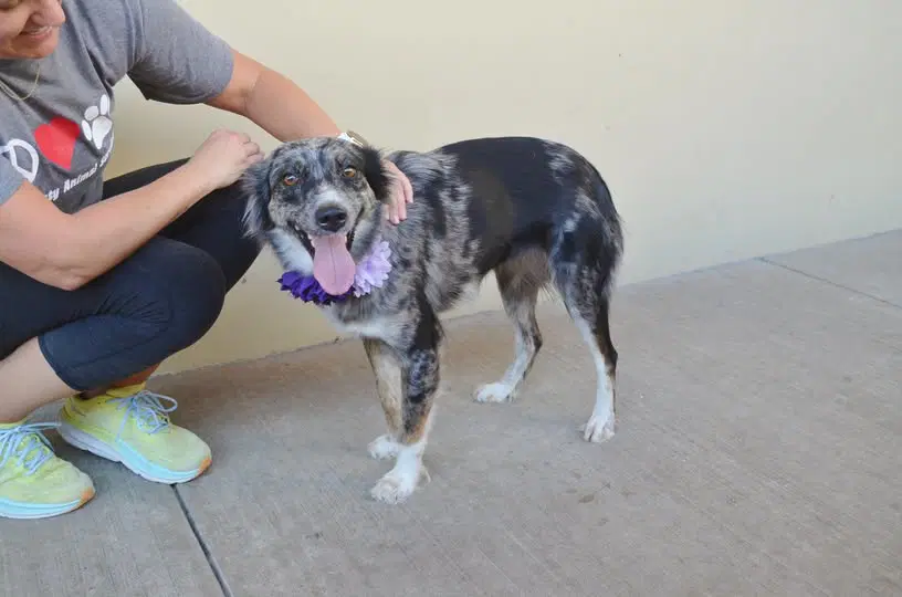 Ambien - Australian Shepherd