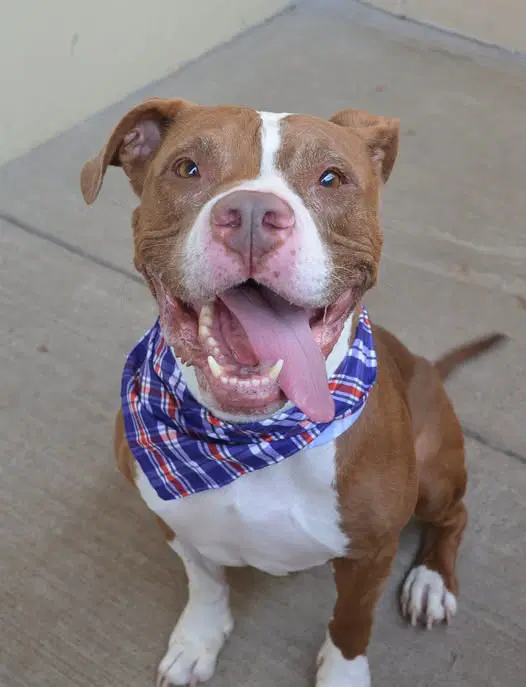 Titan - American Pit Bull Terrier