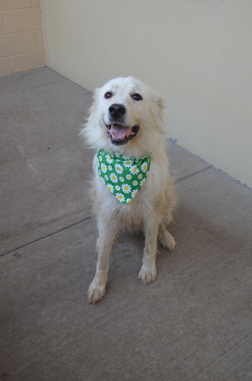 Jumper Cable, a dog for adoption from Collin County Animal Services