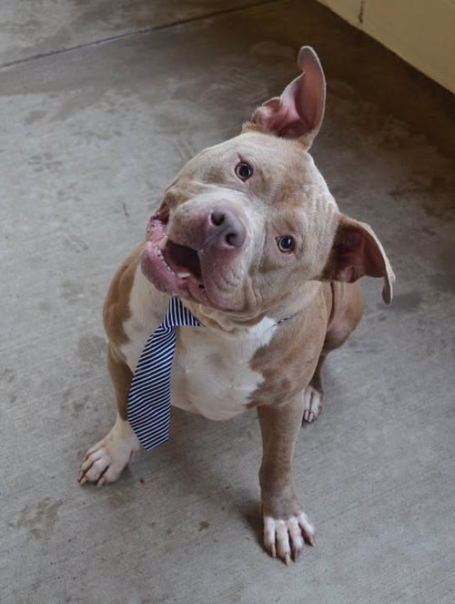 Smoke, a dog for adoption from Collin County Animal Services